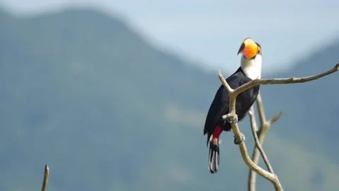 Toucan looking at camera on a environmental protection national park Stock Footage 255686043