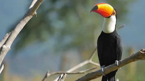 Toucan looking at camera on a environmental protection national park Stock Footage 255686050