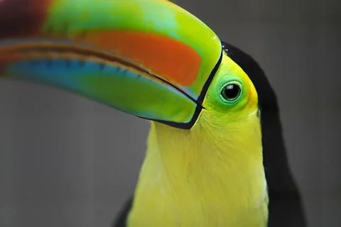 Toucan looking at camera Stock Photos