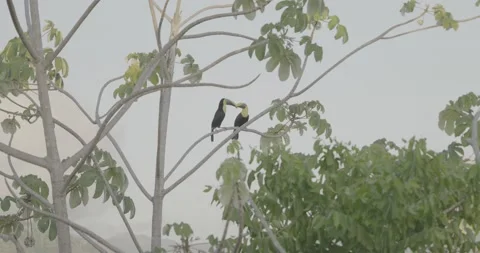 Toucan mating Stock Video Pond5
