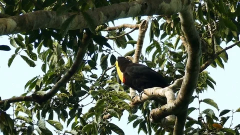 Toucan moving large bill at steady speed and observing around Video stock 123635835