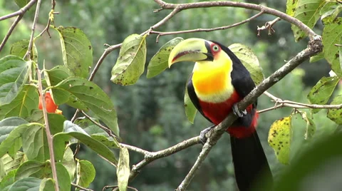 Toucan at the nature 02 Video stock 37782237
