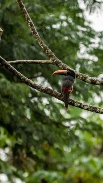 Toucan Perched on Tree Branch Stock Photos
