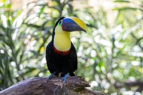 Toucan perched on a tree limb in the rainforests of Costa Rica Stock Photos