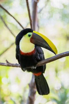 Toucan perched on a tree limb in the rainforests of Costa Rica Stock Photos