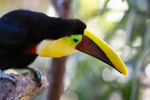 Toucan perched on a tree limb in the rainforests of Costa Rica Stock Photos