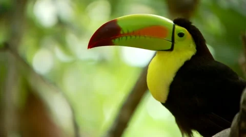 Toucan perching on tree Stock Footage 54593033
