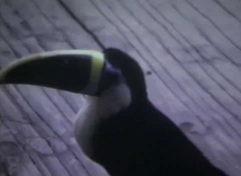 Toucan in the Peruvian rainforest in 1973 Stock Footage 231803146