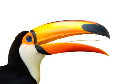 Toucan Stock Photos