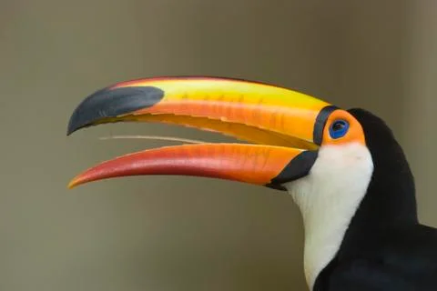 Toucan Stock Photos