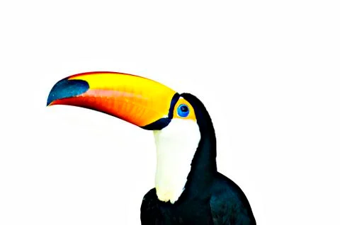 Toucan Stock Photos