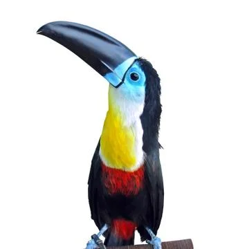 Toucan Stock Photos