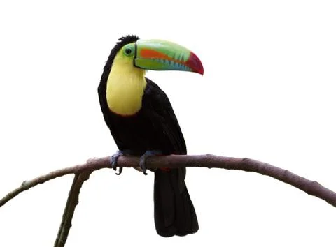 Toucan Stock Photos