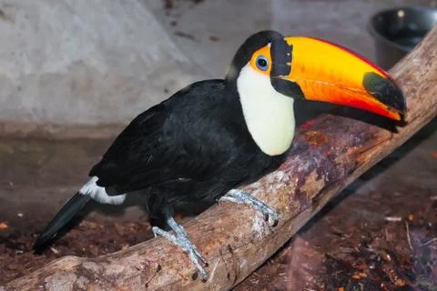 Toucan Stock Photos