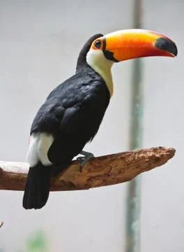 Toucan Stock Photos