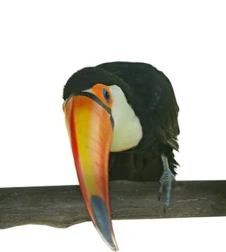 Toucan Stock Photos