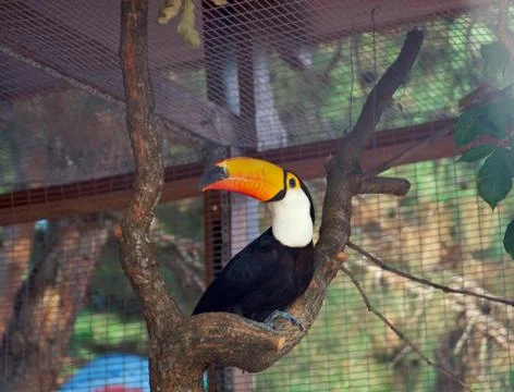 Toucan Fotos Stock