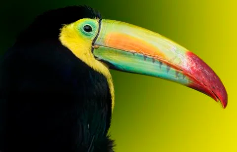 Toucan Stock Photos