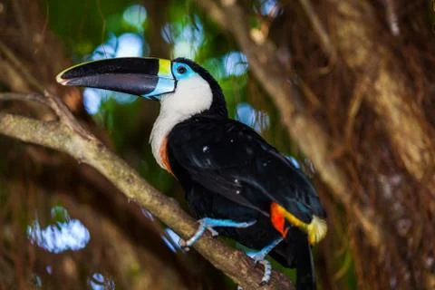 Toucan Stock Photos