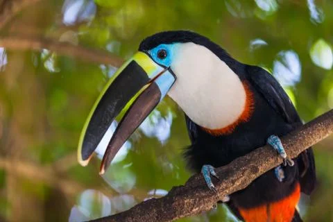 Toucan Stock Photos