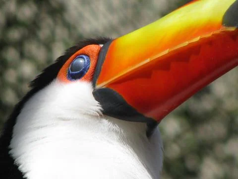 Toucan Stock Photos