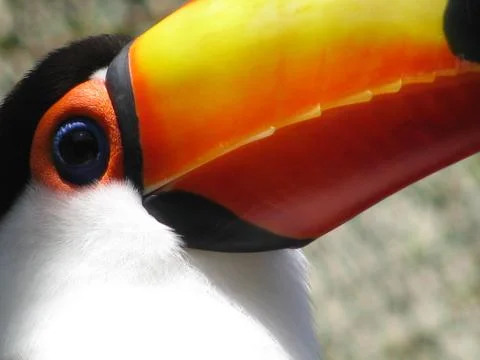 Toucan Stock Photos