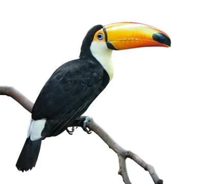 Toucan Foto stock