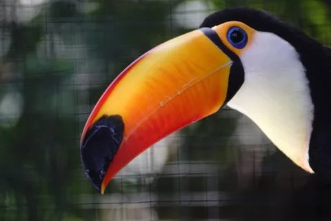 Toucan Stock Photos