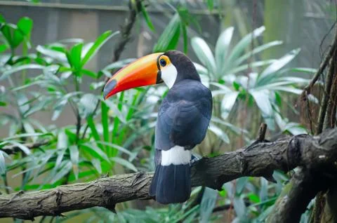 Toucan Stock Photos