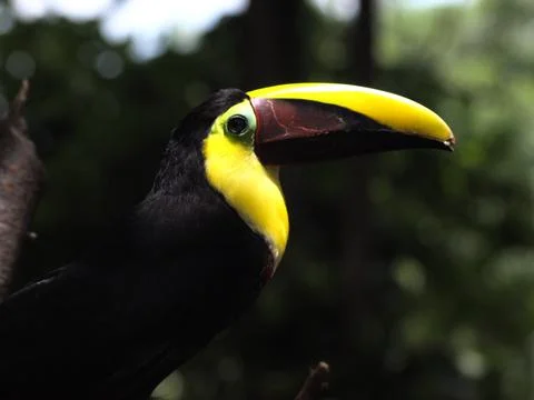 Toucan Stock Photos