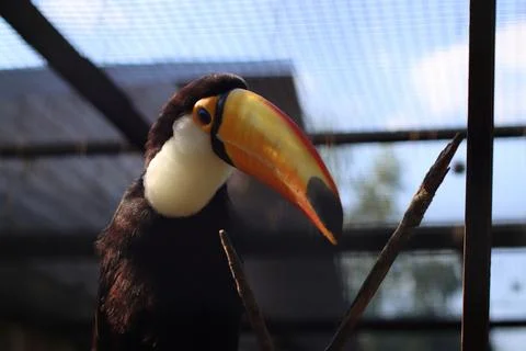 A toucan Stock Photos