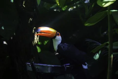 Toucan 库存照片