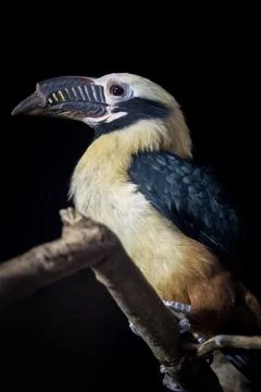 Toucan Stock Photos