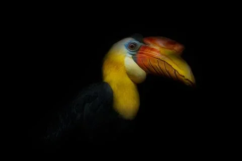 Toucan Stock Photos