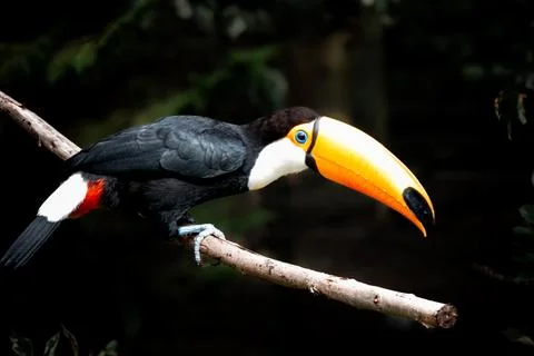 Toucan Stock Photos