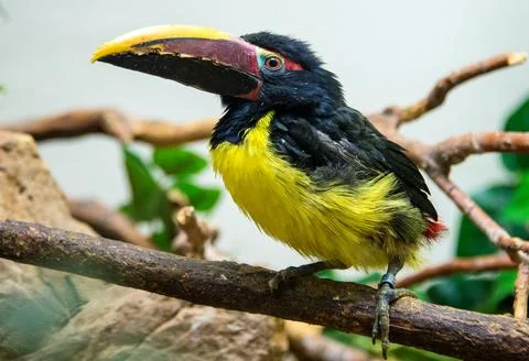 Toucan Stock Photos