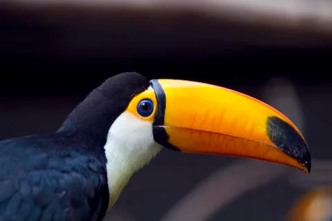 Toucan portrait 스톡 사진