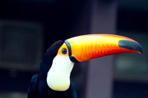 Toucan portrait Stock Photos