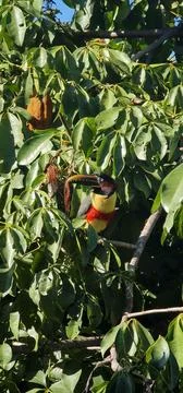 Toucan in the Powers Park Stock Photos