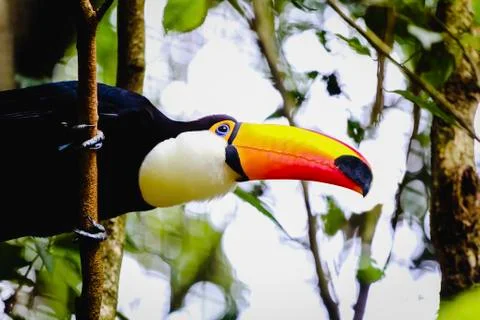 Toucan (Ramphastidae) on the branch of a tree seen from below upwards. Nature Stock Photos