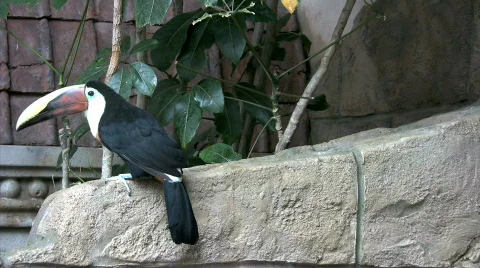 Toucan scratching bill on wall Stock Footage 277622