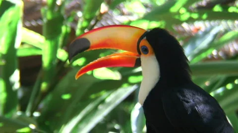 Toucan sitting on a branch Stock Footage