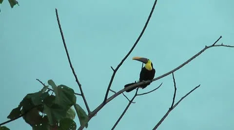 Toucan sitting on an branch Stock Footage 21426293