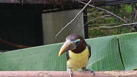 Toucan sitting on a branch Stock Footage 296849574