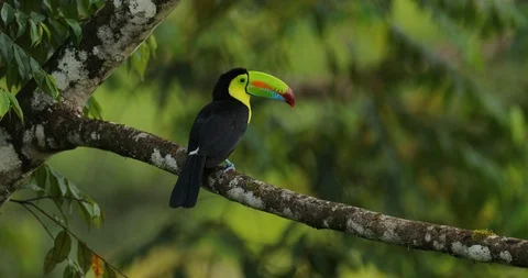 Toucan sitting on the branch in the forest Stock Footage 101633347