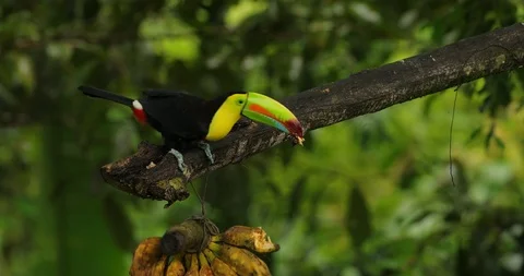 Toucan sitting on the branch in the forest, green vegetation 库存影片 101598986
