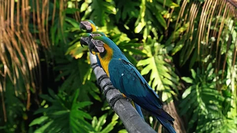 Toucan Sitting in Forest Stock Footage 323143184