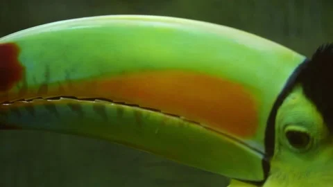 Toucan in Slowmotion at the Belize Zoo, Central America, Keel-Billed Toucan Stock Footage 230769689
