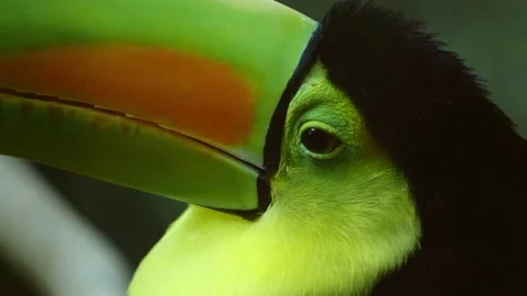 Toucan in Slowmotion at the Belize Zoo, Central America, Keel-Billed Toucan Stock Footage 230769715