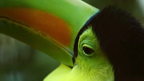 Toucan in Slowmotion at the Belize Zoo, Central America, Keel-Billed Toucan Stock Footage 230769734